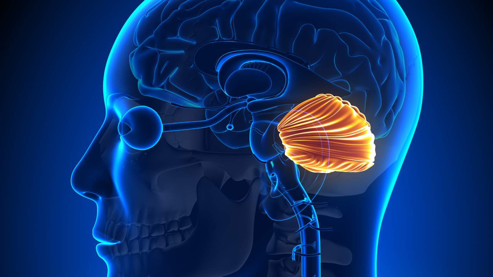 Understanding the Amygdala Hijack